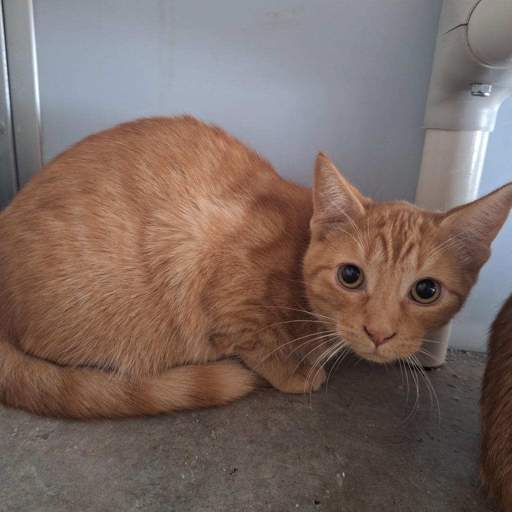 Macaroni, a Adoptable Domestic Short Hair in Albert Lea, MN image 2/6