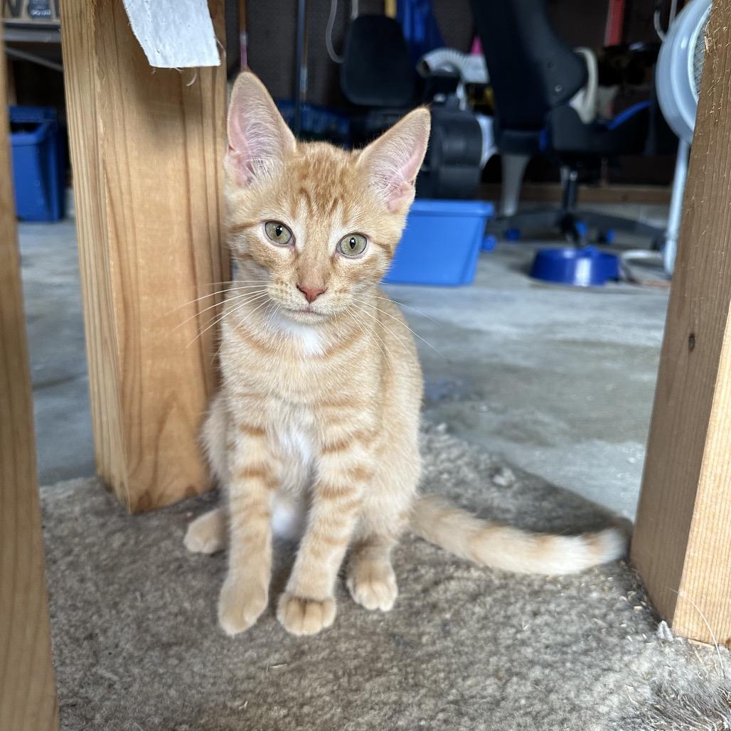 Macaroni, a Adoptable Domestic Short Hair in Albert Lea, MN image 3/6