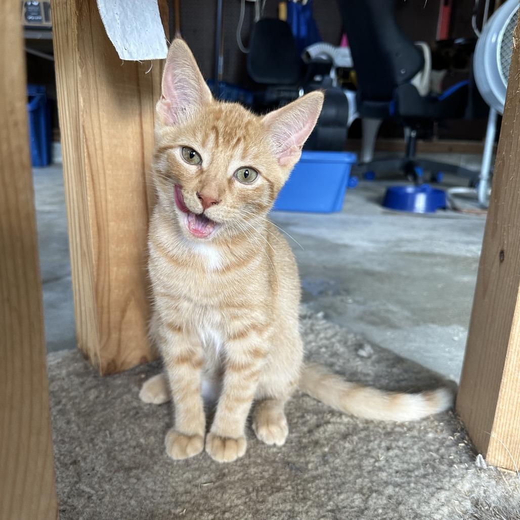 Macaroni, a Adoptable Domestic Short Hair in Albert Lea, MN image 4/6