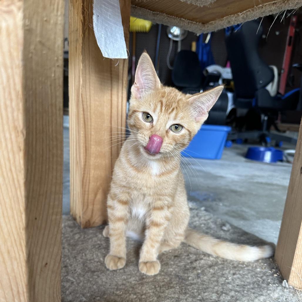 Macaroni, a Adoptable Domestic Short Hair in Albert Lea, MN image 6/6
