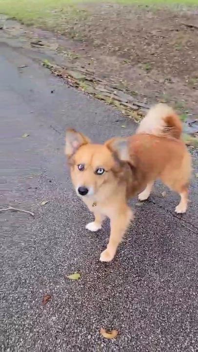 Enlarge Iris and Delilah, a Adoptable mixed breed in Beaumont, TX video 3/4