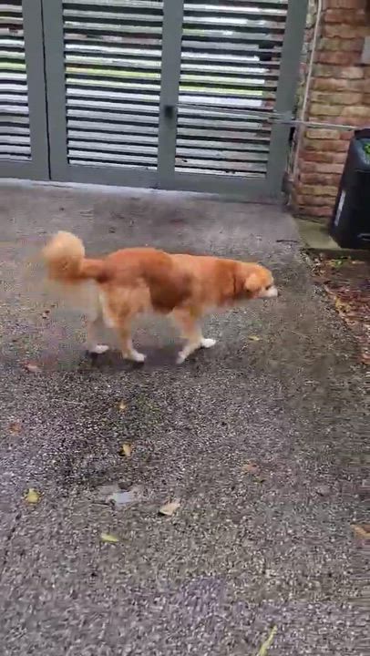 Enlarge Iris and Delilah, a Adoptable mixed breed in Beaumont, TX video 4/4