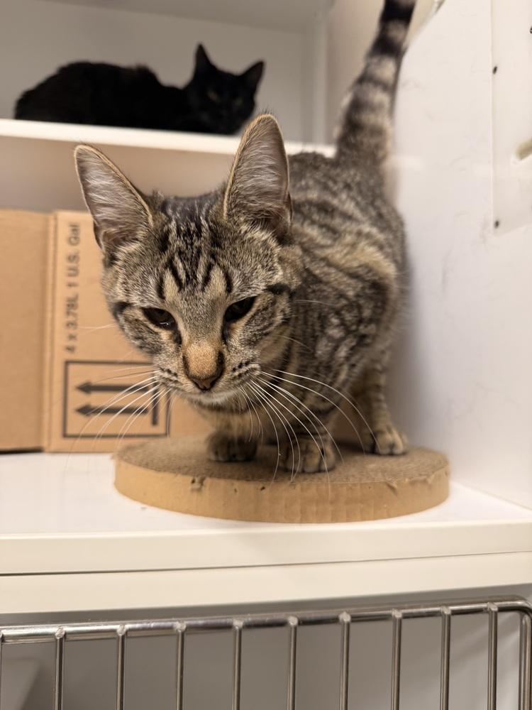 Enlarge **Cat Cafe** Racecar, a Adoptable Domestic Short Hair in Topeka, KS image 1/3