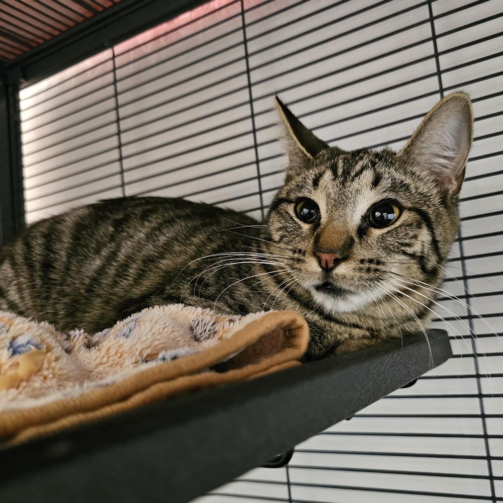 Enlarge **Cat Cafe** Racecar, a Adoptable Domestic Short Hair in Topeka, KS image 2/3