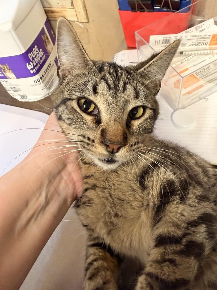 Enlarge **Cat Cafe** Racecar, a Adoptable Domestic Short Hair in Topeka, KS image 3/3