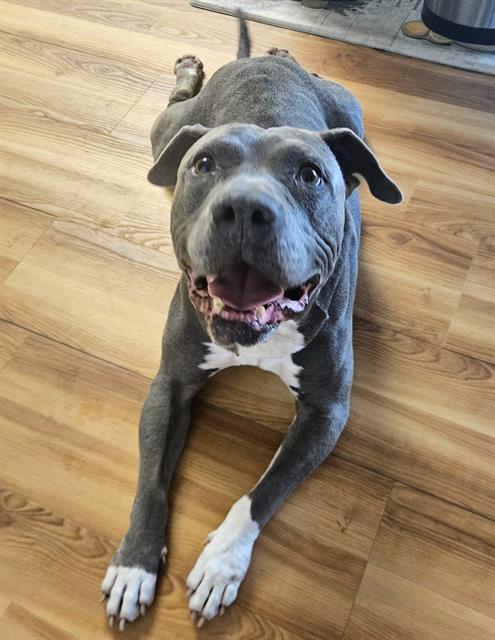 BOONE, Adoptable, Adult Male Pit Bull Terrier.