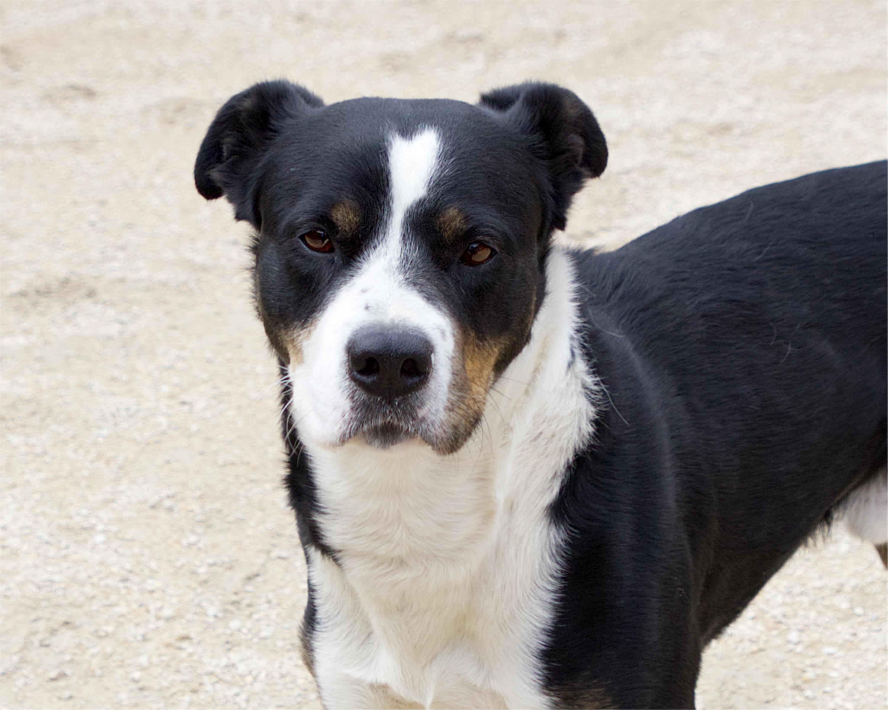 Enlarge Mars Bar, a Adoptable mixed breed in Winnipeg, MB image 2/4