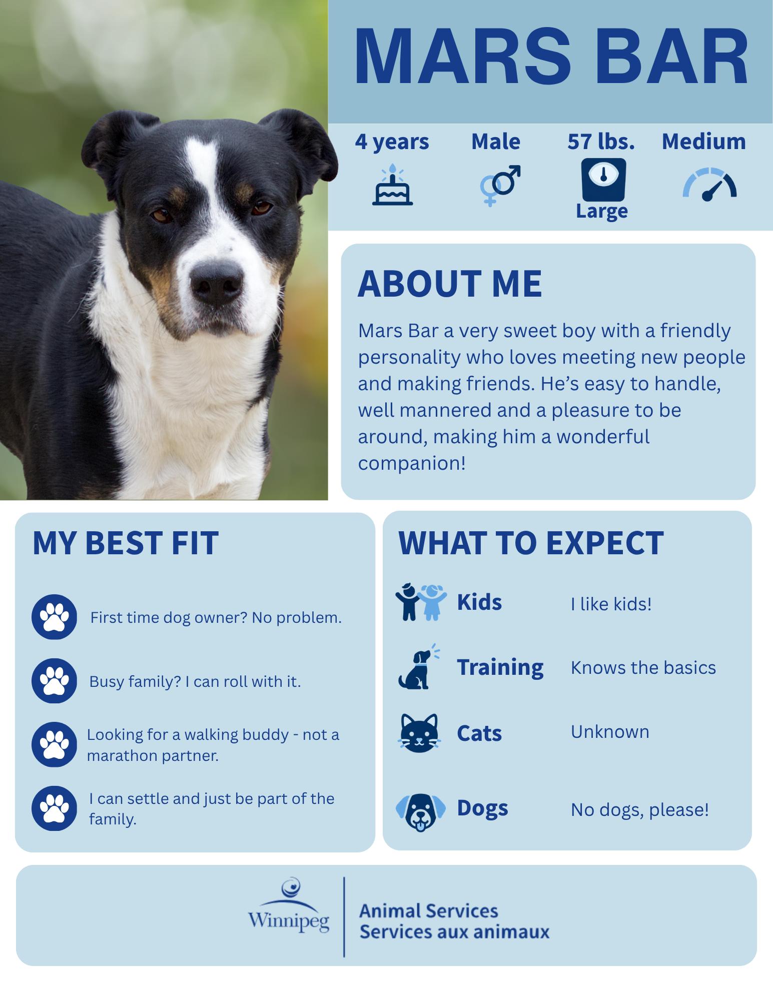Enlarge Mars Bar, a Adoptable mixed breed in Winnipeg, MB image 1/4
