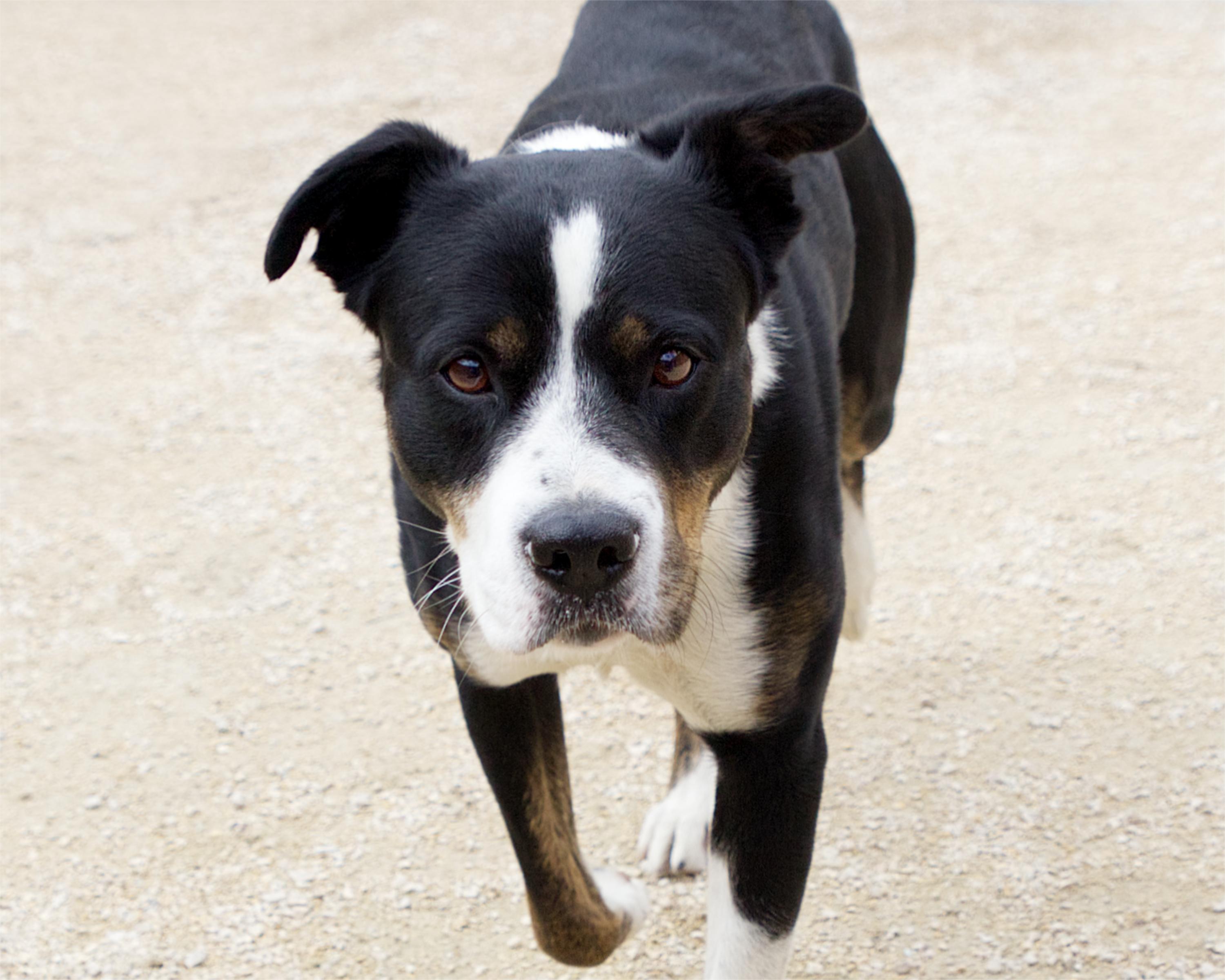 Enlarge Mars Bar, a Adoptable mixed breed in Winnipeg, MB image 4/4