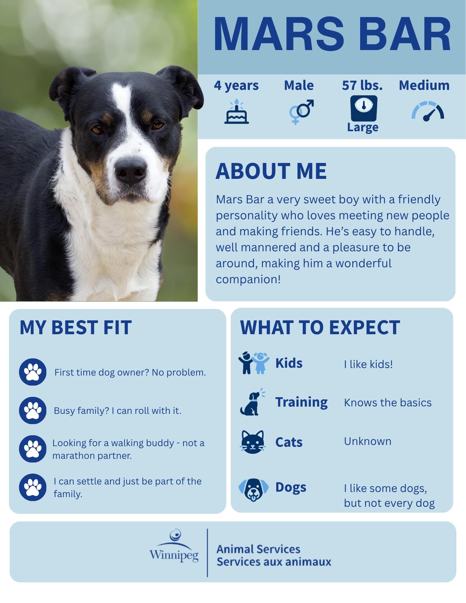 Mars Bar, Adoptable, Adult Male American Bulldog.