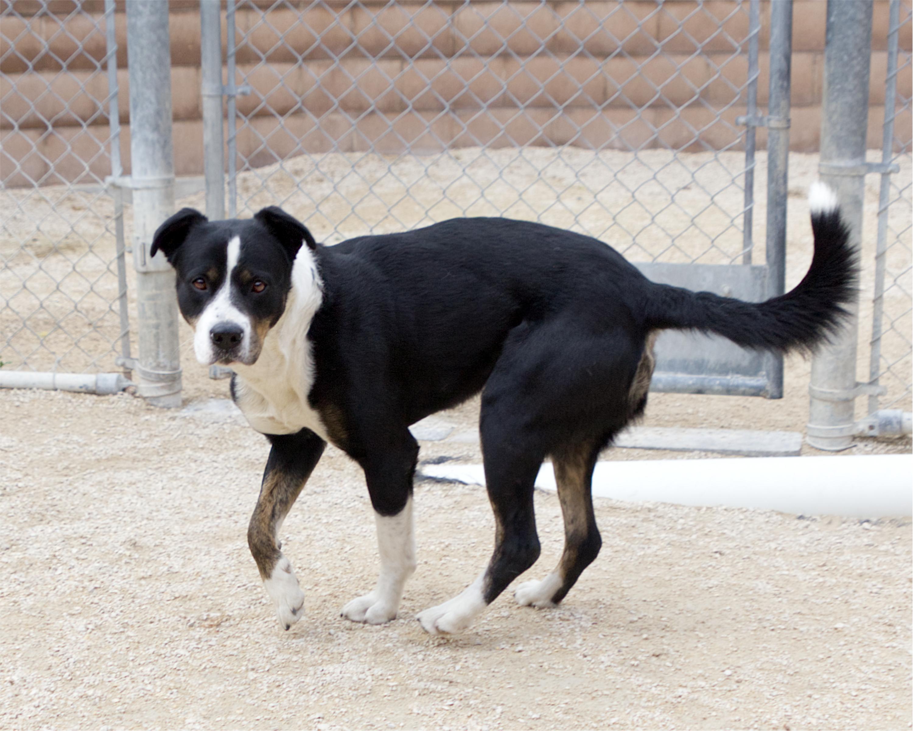 Enlarge Mars Bar, a Adoptable mixed breed in Winnipeg, MB image 3/4