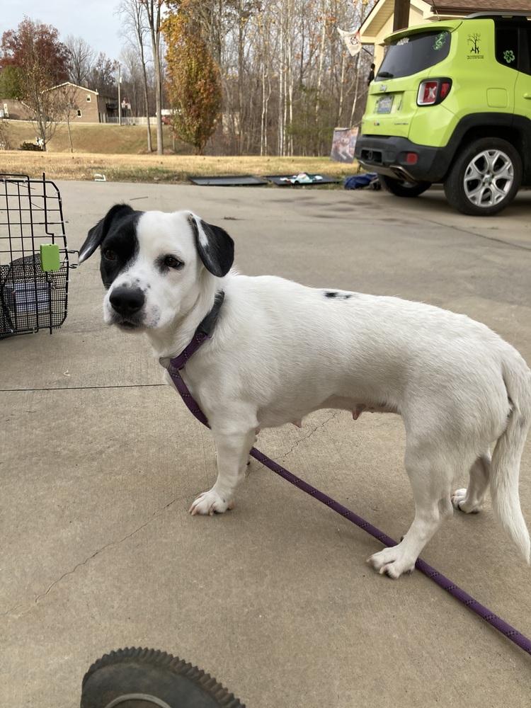 Enlarge Lainey, a Adoptable mixed breed in Greenbelt, MD image 1/5