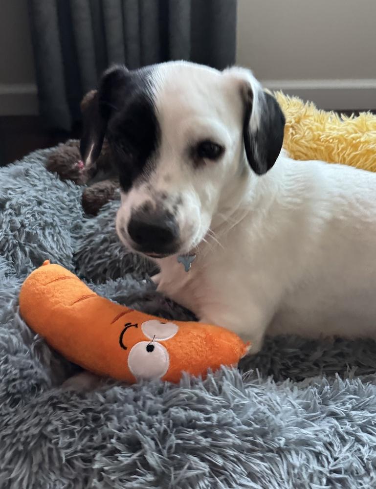 Enlarge Lainey, a Adoptable mixed breed in Greenbelt, MD image 2/5