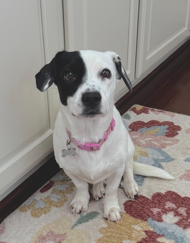 Enlarge Lainey, a Adoptable mixed breed in Greenbelt, MD image 3/5