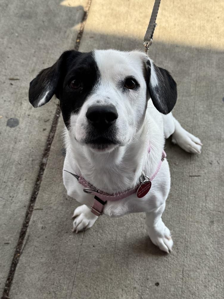 Enlarge Lainey, a Adoptable mixed breed in Greenbelt, MD image 4/6