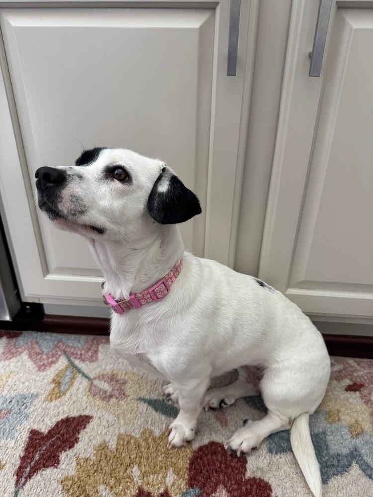 Enlarge Lainey, a Adoptable mixed breed in Greenbelt, MD image 4/5