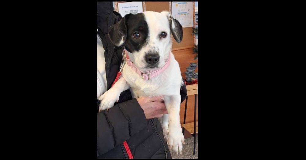 Enlarge Lainey, a Adoptable mixed breed in Greenbelt, MD image 5/5
