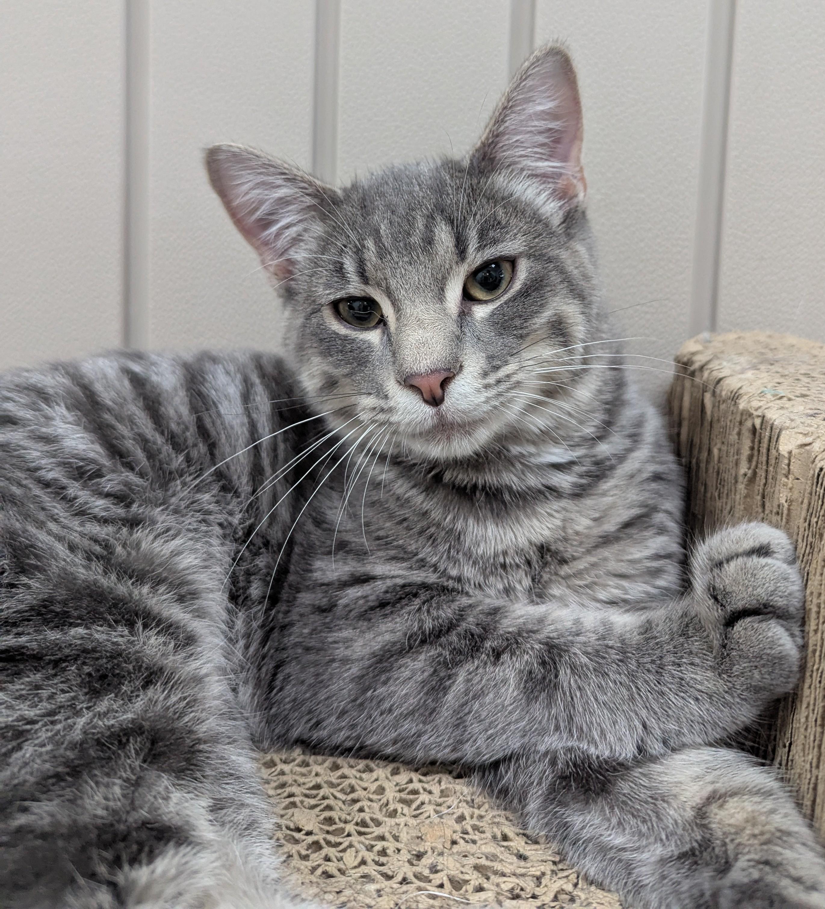 Felix