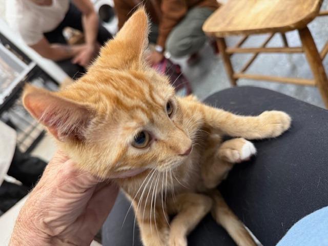 Enlarge Sneaky Pie (NEED PHOTO-INFO)), a Adopted Tabby in Grand Junction, CO image 1/1