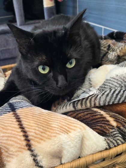 Peachy, Adoptable, Adult Female Domestic Short Hair & Domestic Short Hair.