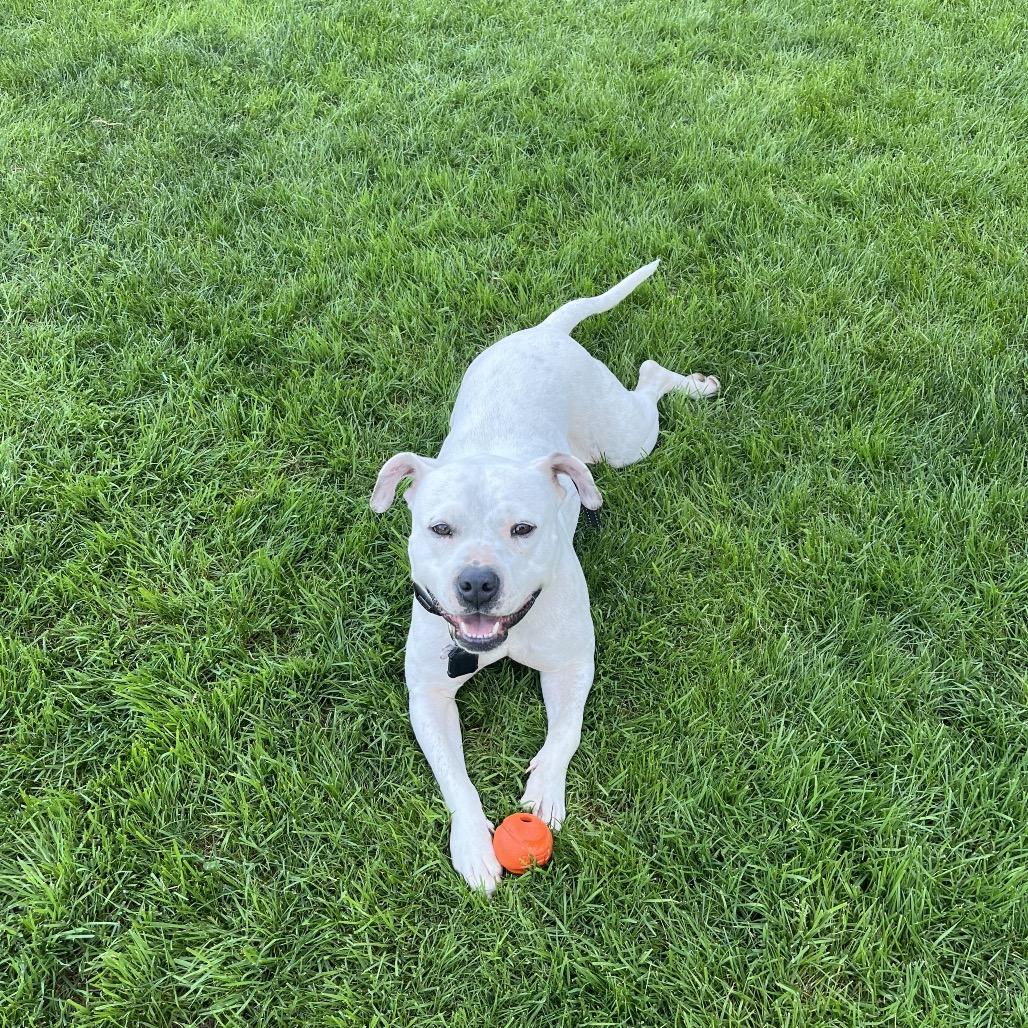 Enlarge Snowflake, a Adoptable American Staffordshire Terrier in Vallejo, CA image 1/4