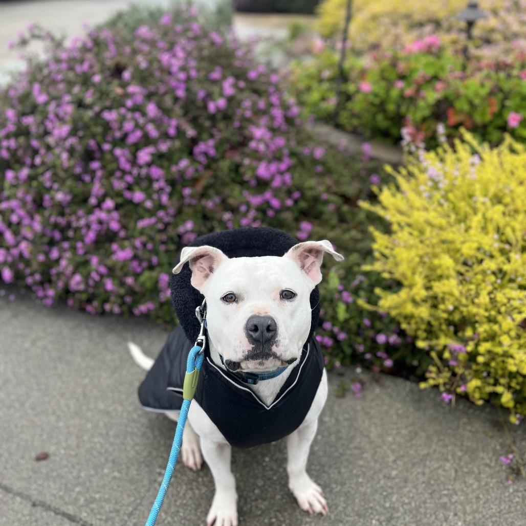 Enlarge Snowflake, a Adoptable American Staffordshire Terrier in Vallejo, CA image 2/4