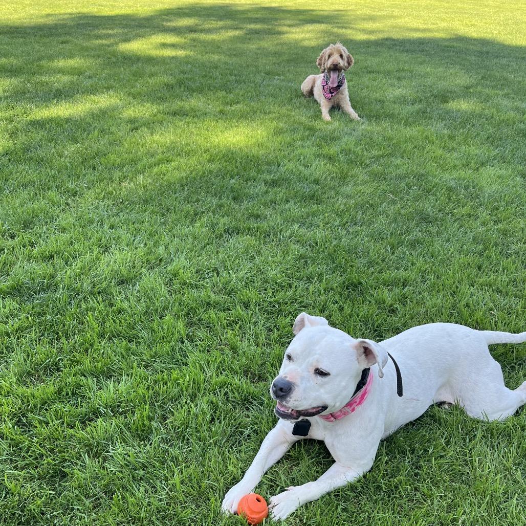 Enlarge Snowflake, a Adoptable American Staffordshire Terrier in Vallejo, CA image 3/4