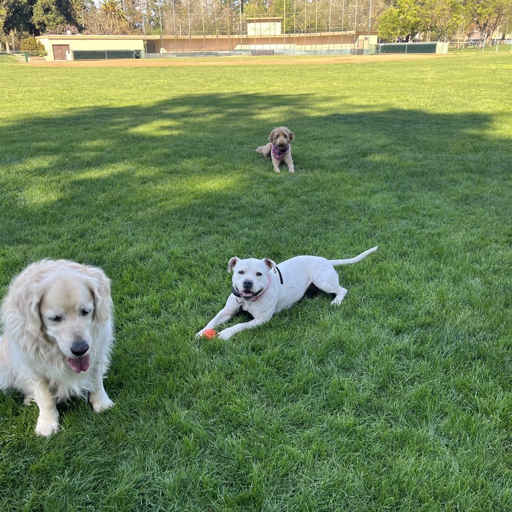 Enlarge Snowflake, a Adoptable American Staffordshire Terrier in Vallejo, CA image 4/4