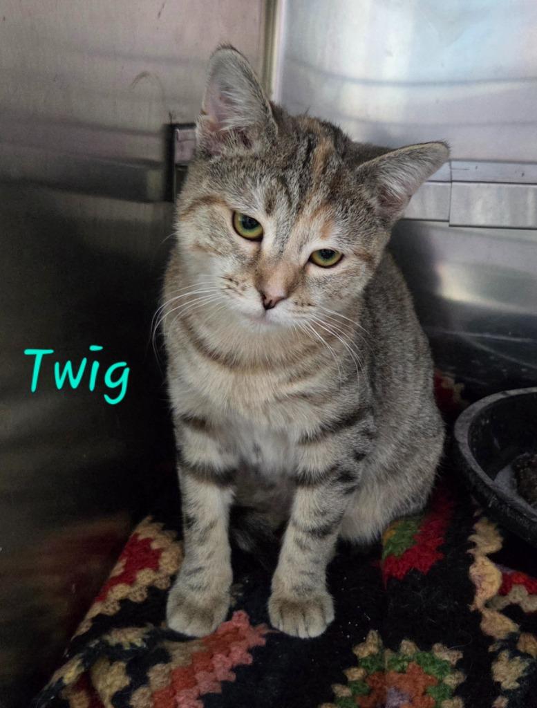 Enlarge Twig, a Adoptable mixed breed in Cambridge, MD image 1/2