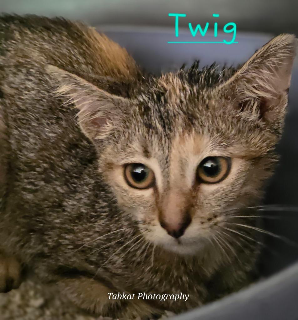 Enlarge Twig, a Adoptable mixed breed in Cambridge, MD image 2/2