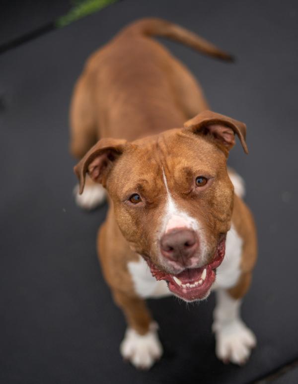 Nala, Adoptable, Adult Female Pit Bull Terrier.