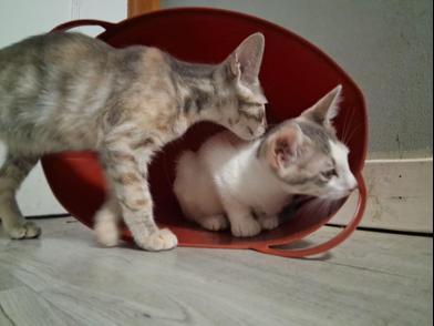 Enlarge Rabbit & Riley, a Adoptable Domestic Short Hair in Niagara Falls, NY image 3/6