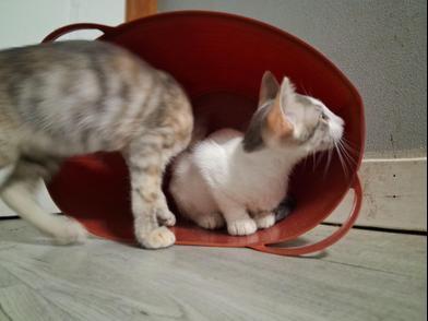 Enlarge Rabbit & Riley, a Adoptable Domestic Short Hair in Niagara Falls, NY image 4/6