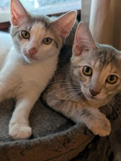 Enlarge Rabbit & Riley, a Adoptable Domestic Short Hair in Niagara Falls, NY image 1/6