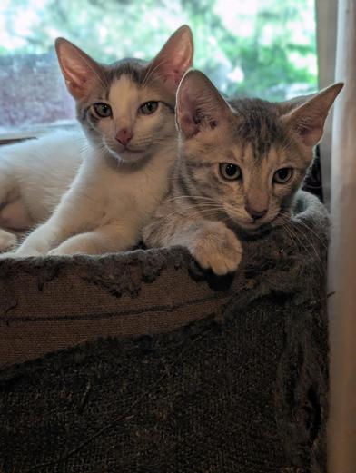 Enlarge Rabbit & Riley, a Adoptable Domestic Short Hair in Niagara Falls, NY image 2/6
