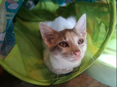Enlarge Rabbit & Riley, a Adoptable Domestic Short Hair in Niagara Falls, NY image 5/6