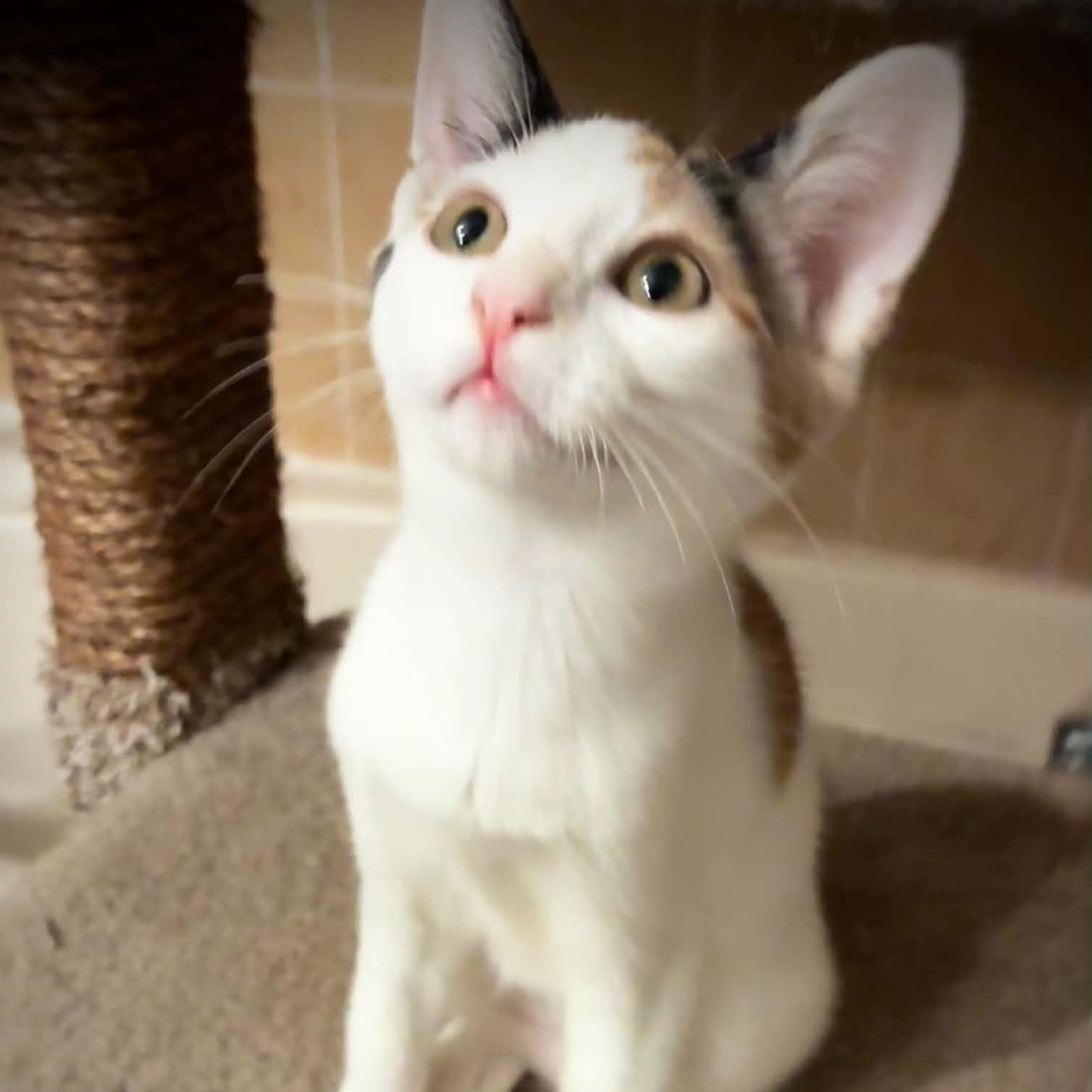Eclair, an adopted mixed breed in Sacramento, CA image 2/5