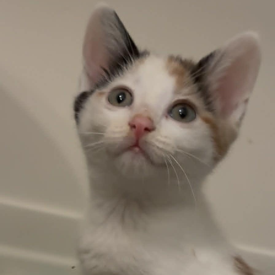Eclair, adopted, Kitten Female Calico & Domestic Short Hair.
