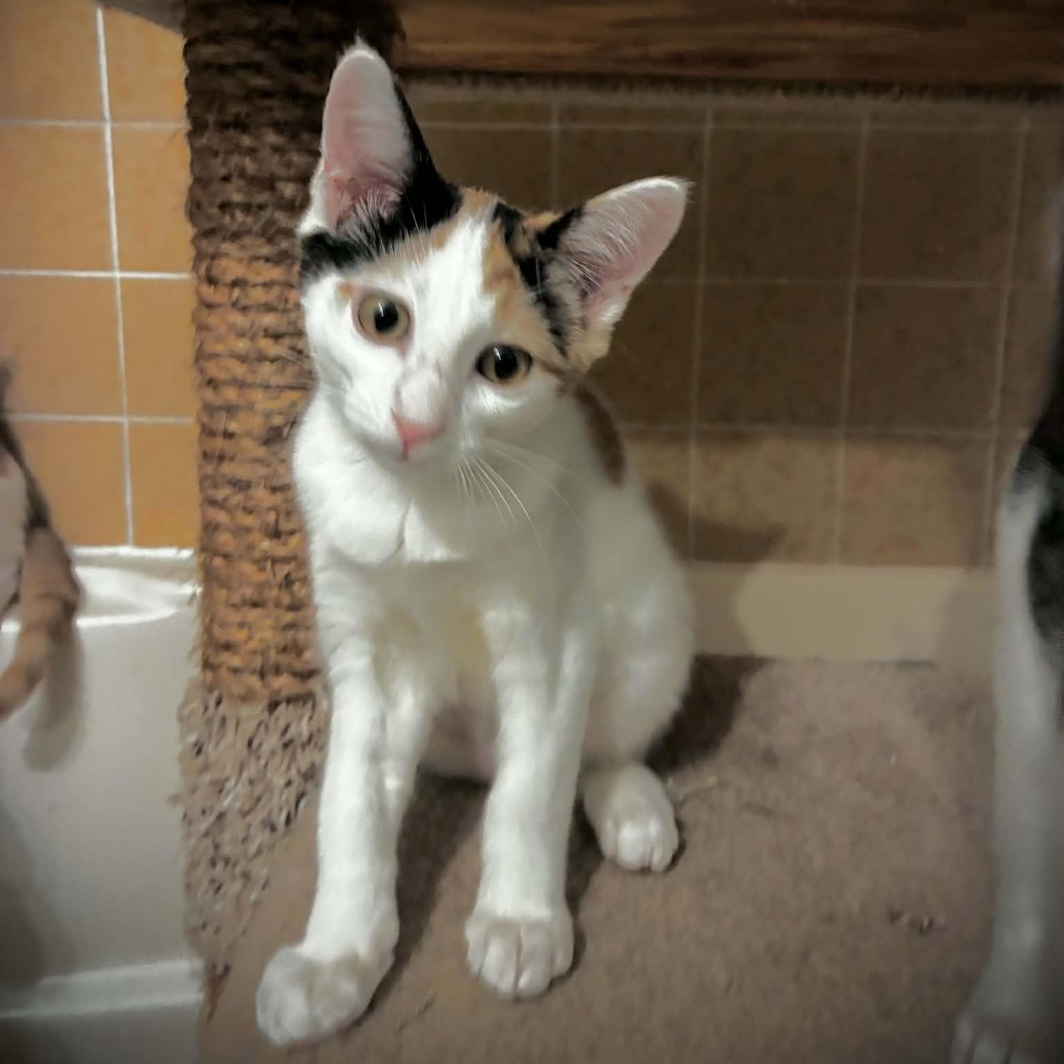Eclair, an adopted mixed breed in Sacramento, CA image 3/5