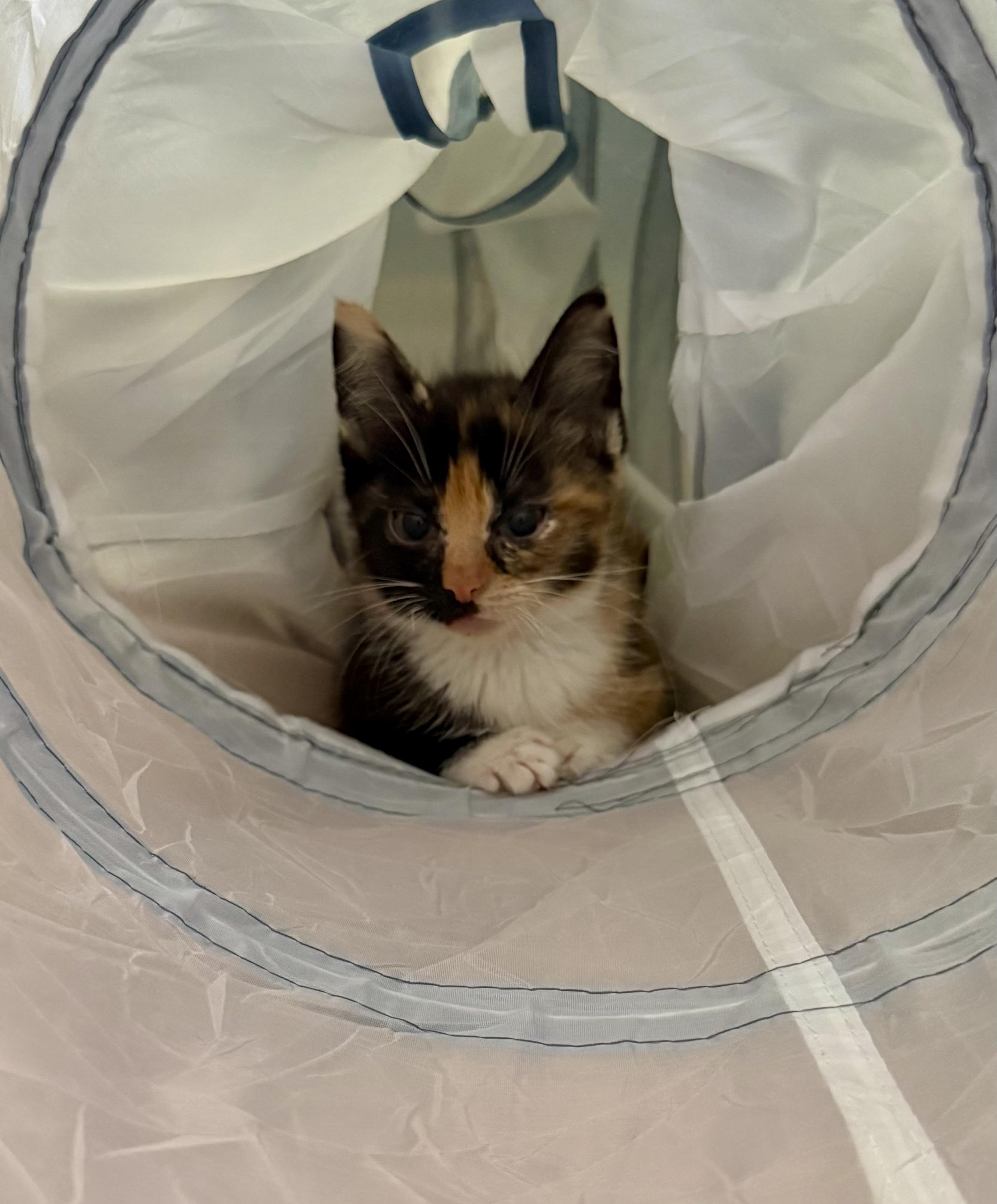 Regina, an adopted Tortoiseshell in Turnersville, NJ image 3/6