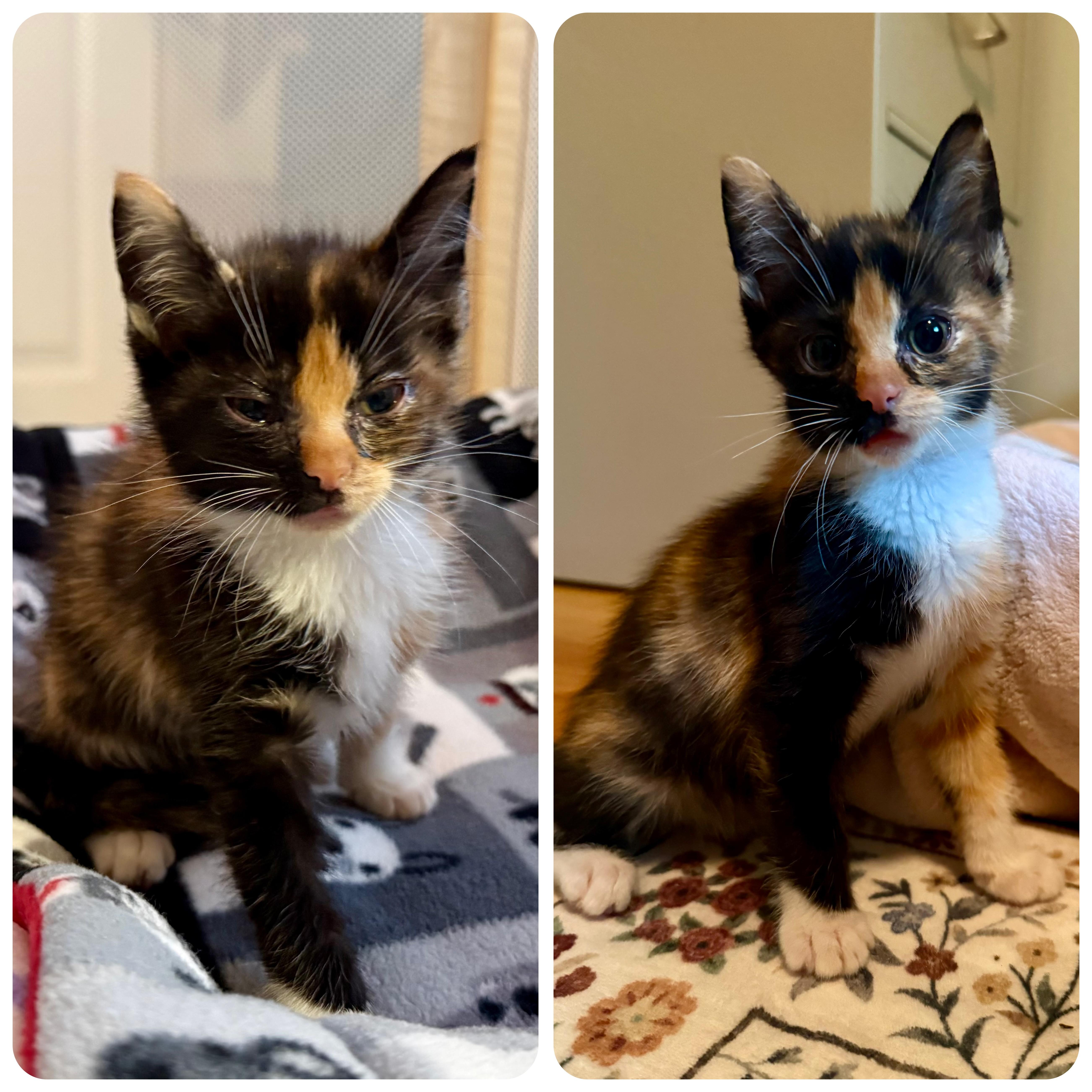 Regina, an adopted Tortoiseshell in Turnersville, NJ image 2/6