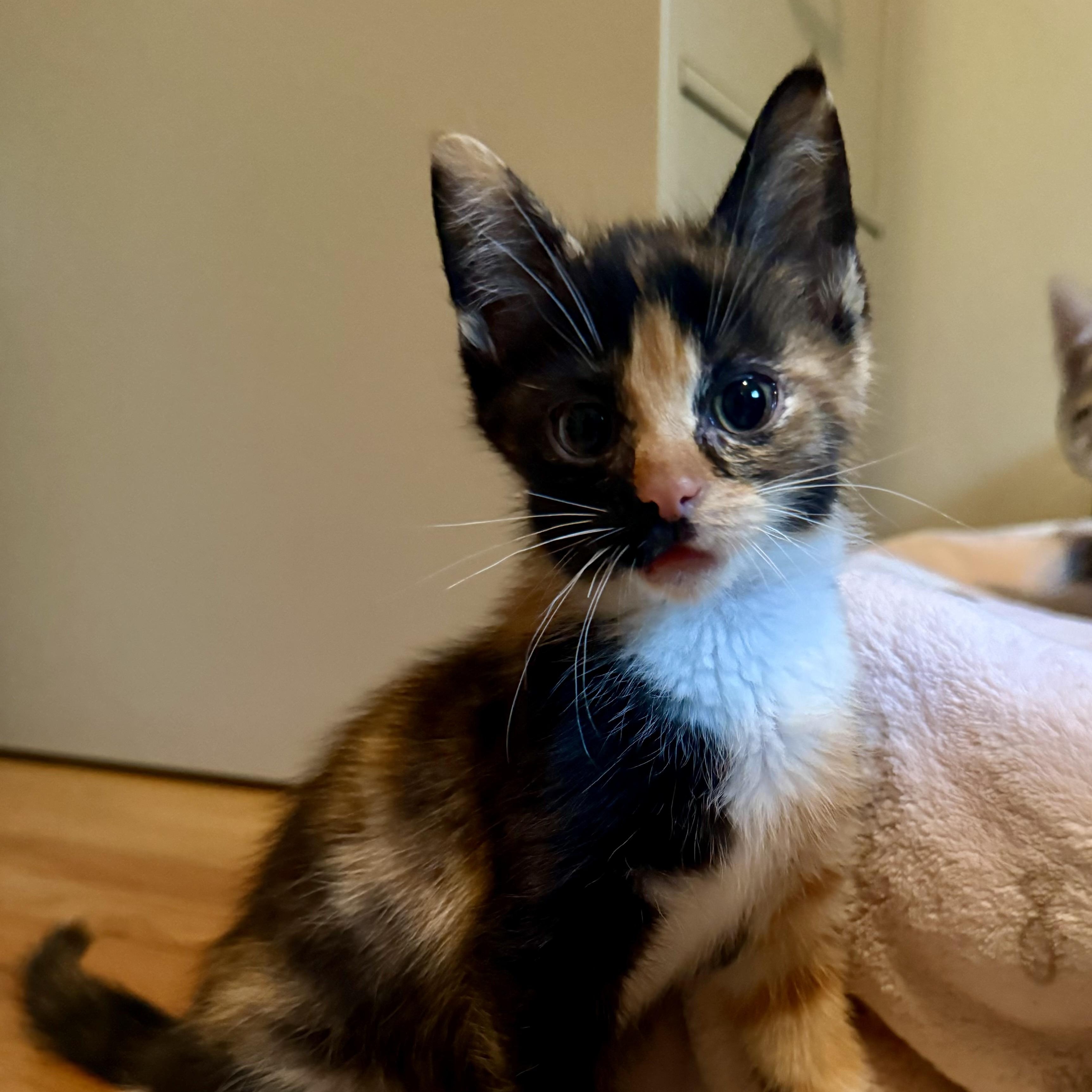 Regina, an adopted Tortoiseshell in Turnersville, NJ image 1/6