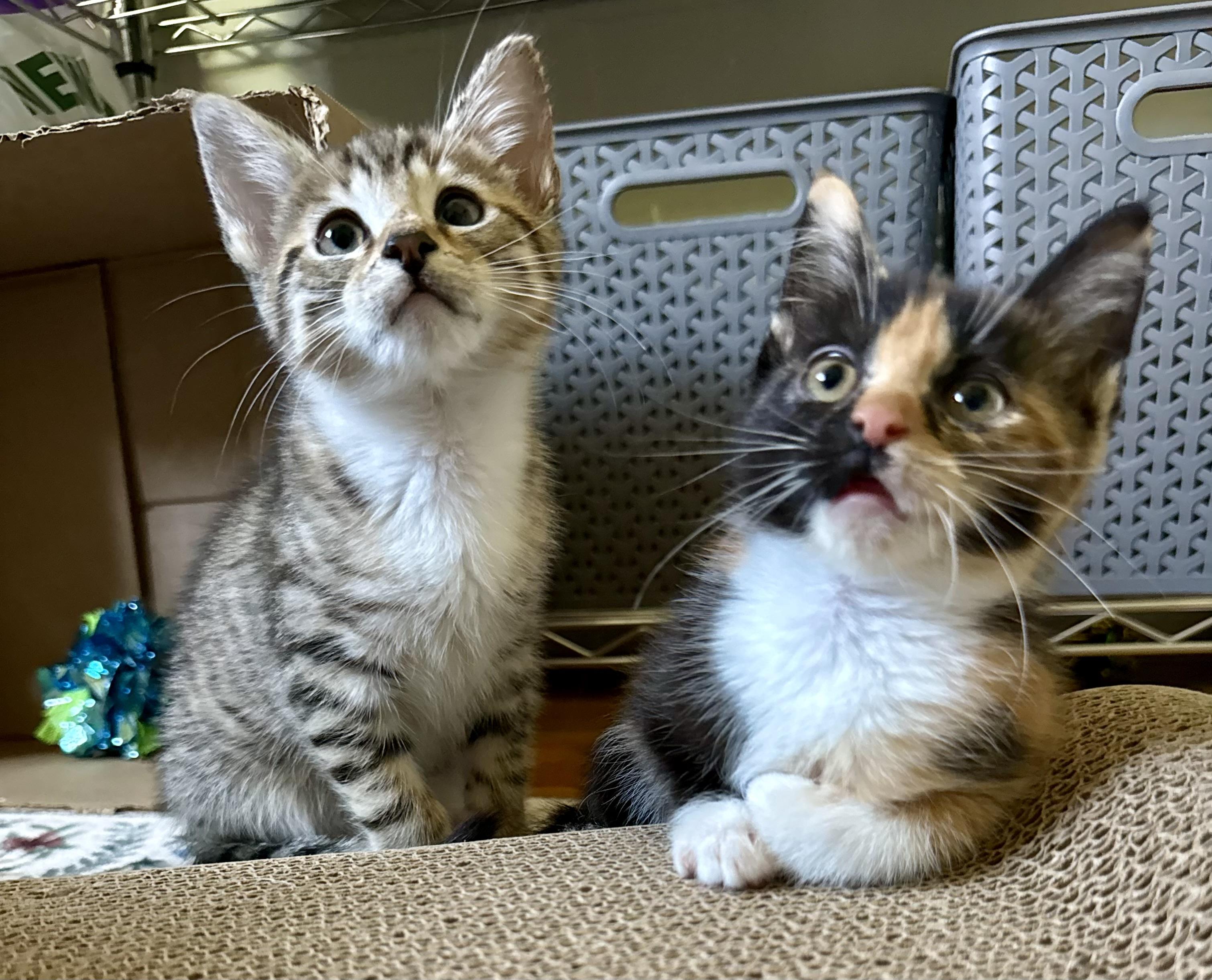 Regina, an adopted Tortoiseshell in Turnersville, NJ image 5/6