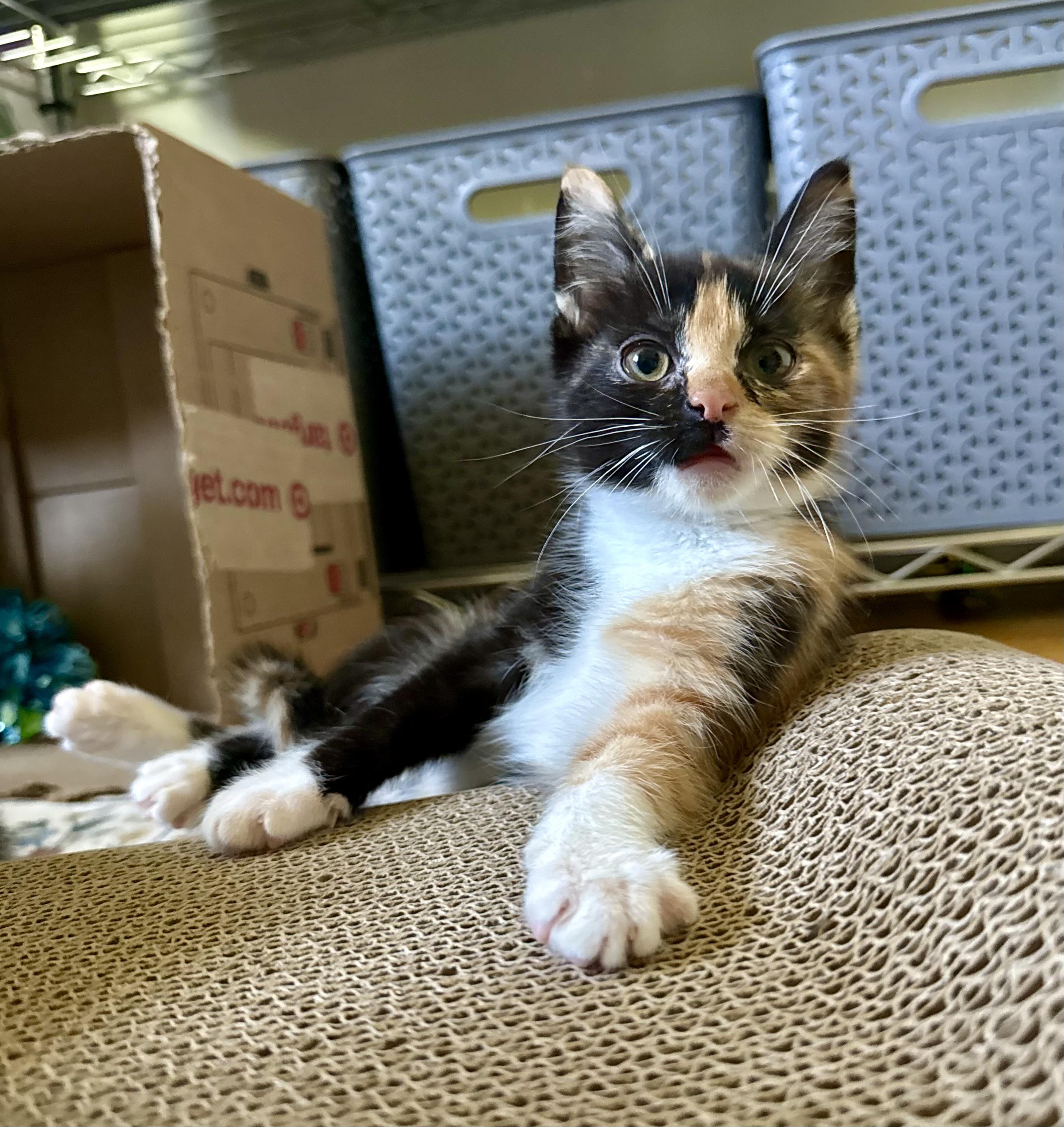 Regina, an adopted Tortoiseshell in Turnersville, NJ image 6/6