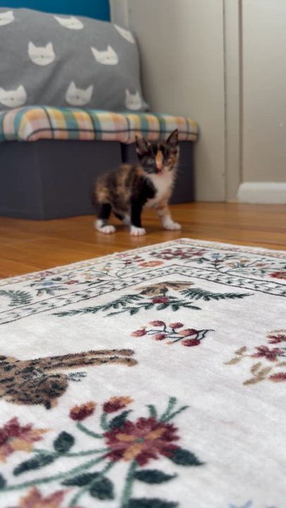 Enlarge Regina, an adopted Tortoiseshell in Turnersville, NJ video 4/6