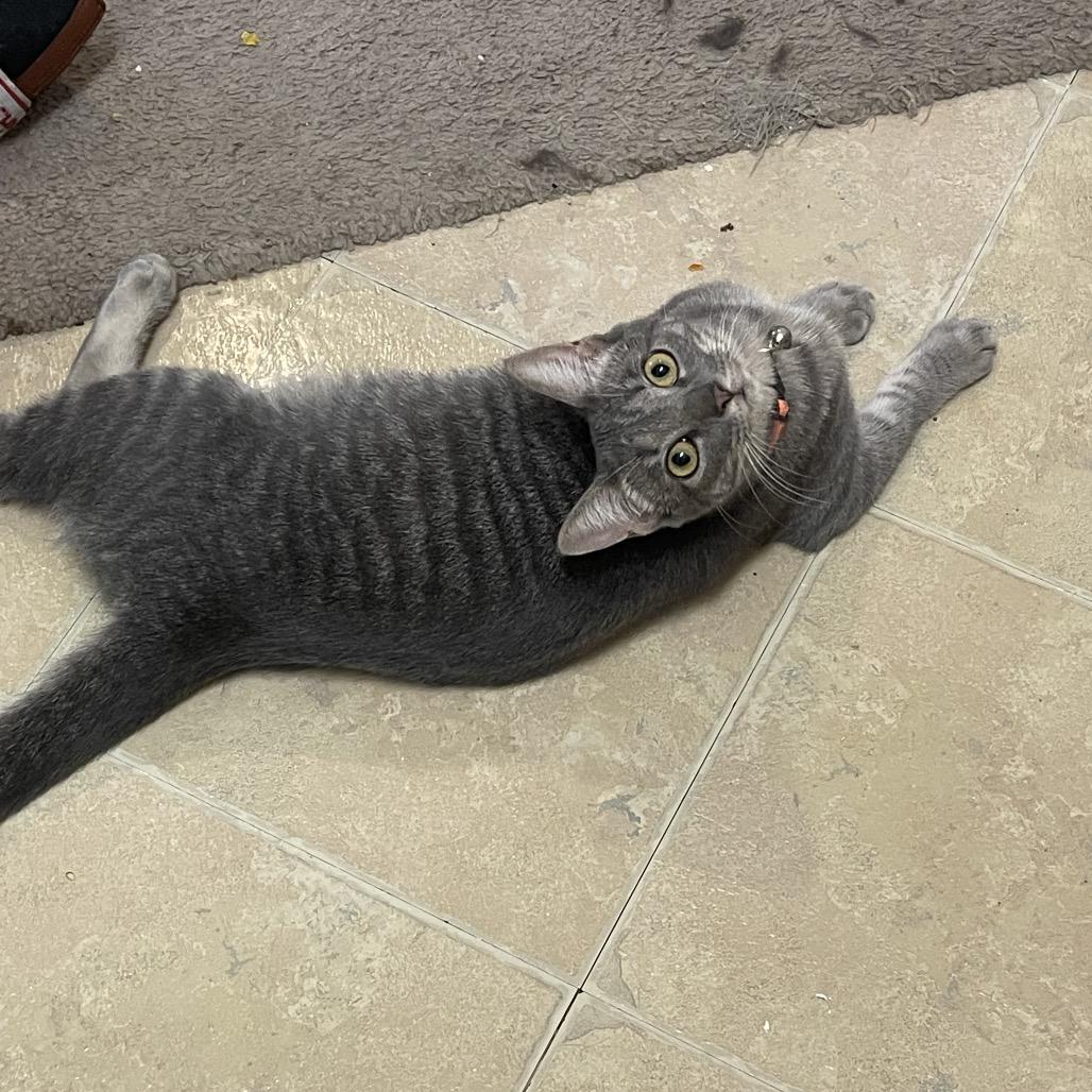 Darcy, a ADOPTABLE Domestic Short Hair in Houston, TX image 2/3