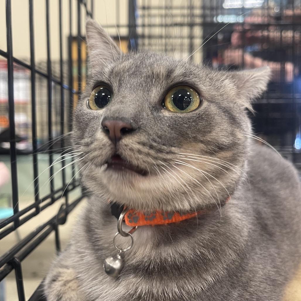 Darcy, ADOPTABLE, Young Female Domestic Short Hair.