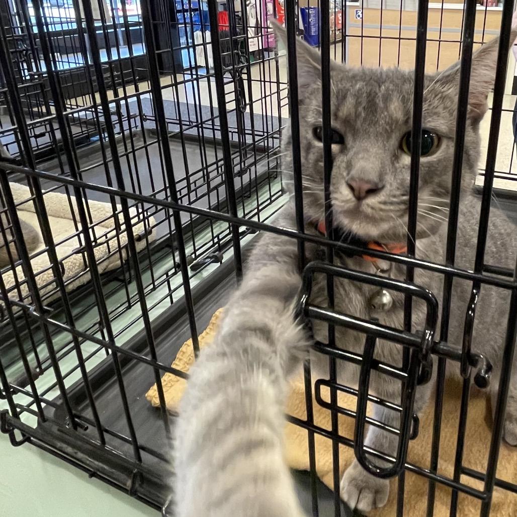 Darcy, a ADOPTABLE Domestic Short Hair in Houston, TX image 3/3