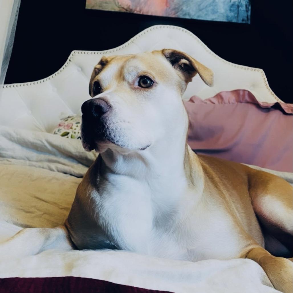 Piper, Adoptable, Adult Female Terrier.