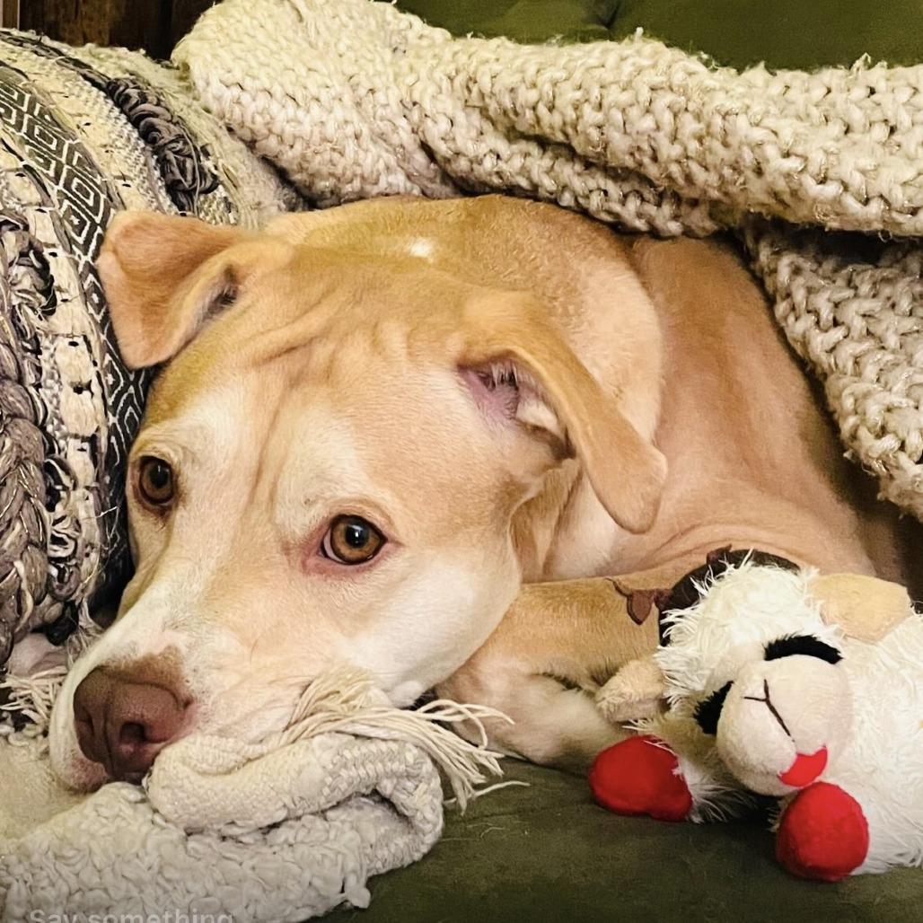 Enlarge Piper, a Adoptable Terrier in Montgomery, AL image 3/6